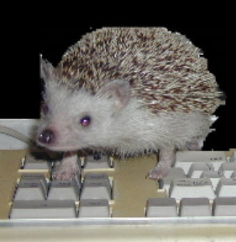 Milo on keyboard