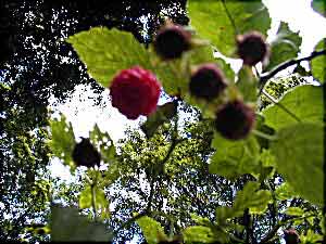 rasberry up on branch
